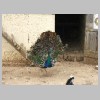 DSCF0316.JPG