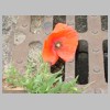 coquelicot.jpg