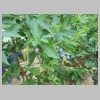 jardin02.gif